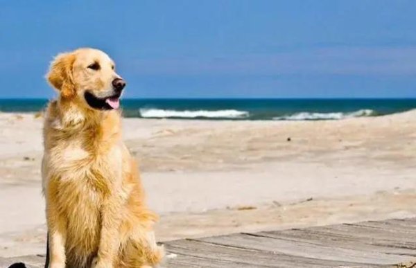 富盈网 金毛拉布拉多有多友善？柴犬像秋田犬却更亲人，比熊犬最会撒娇